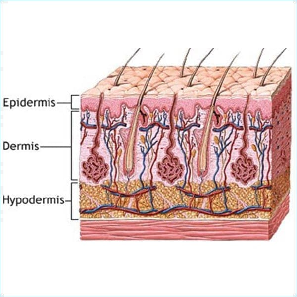 Layers of the skin